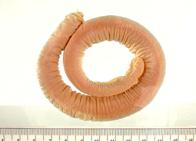 (Eptatretus Dumeril, 1819) Род ПИЯВКОРОТЫЕ МИКСИНЫ 45 видов
